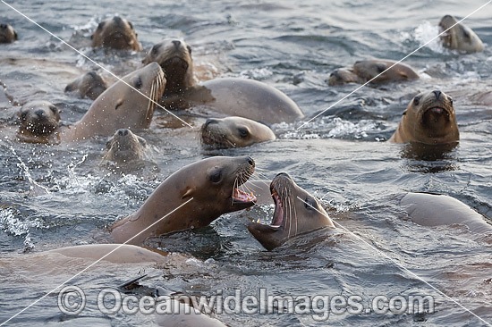 Steller Sea Lions playing in water photo