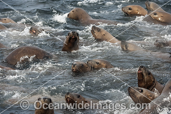 Steller Sea Lions (Eumetopias jubatus), playing in the shallows. Also known as Northern Sea Lion and Stellar Sea Lion. Photo taken at an island north of Vancouver Island, British Columbia, Canada. Classified as Endangered Species on the IUCN Red List. Photo - Michael Patrick O'Neill Steller Sea Lions (Eumetopias jubatus), playing in the shallows. Also known as Northern Sea Lion and Stellar Sea Lion. Photo taken at an island north of Vancouver Island, British Columbia, Canada. Classified as Endangered Species on the IUCN Red List. Photo - Michael Patrick O'Neill
