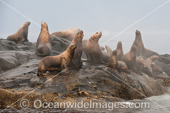 Steller Sea Lion on rocks photo