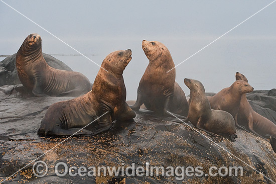 Steller Sea Lion on rocks photo Steller Sea Lion on rocks photo