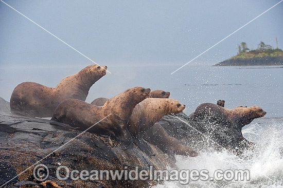 Steller Sea Lion on rocks photo Steller Sea Lion on rocks photo