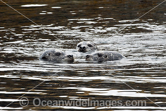 Harbor Seals or Common Seals (Phoca vitulina), resting in the shallows of Quadra Island, British Columbia, Canada. Alternative spelling: Harbour seal. Photo - Michael Patrick O'Neill Harbor Seals or Common Seals (Phoca vitulina), resting in the shallows of Quadra Island, British Columbia, Canada. Alternative spelling: Harbour seal. Photo - Michael Patrick O'Neill