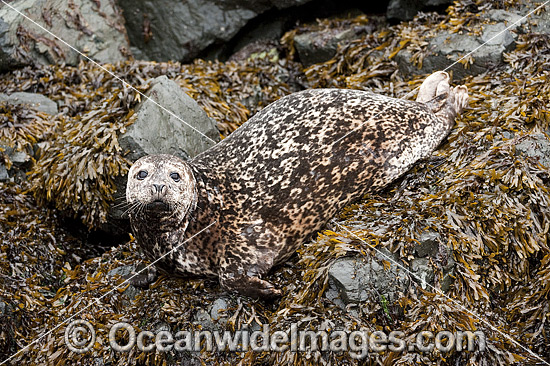 Harbor Seal Quadra Island photo