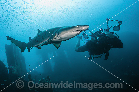 Diver with Sand Tiger Shark (Carcharias taurus). Also known as Ragged-tooth Shark in South Africa and Grey Nurse Shark in Australia. Photo taken on Carib Sea shipwreck off Morehead City, North Carolina, USA. Classified Vulnerable on IUCN Red List. Photo - Michael Patrick O'Neill Diver with Sand Tiger Shark (Carcharias taurus). Also known as Ragged-tooth Shark in South Africa and Grey Nurse Shark in Australia. Photo taken on Carib Sea shipwreck off Morehead City, North Carolina, USA. Classified Vulnerable on IUCN Red List. Photo - Michael Patrick O'Neill