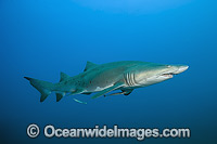 Sand Tiger Shark Photo - Michael Patrick O'Neill