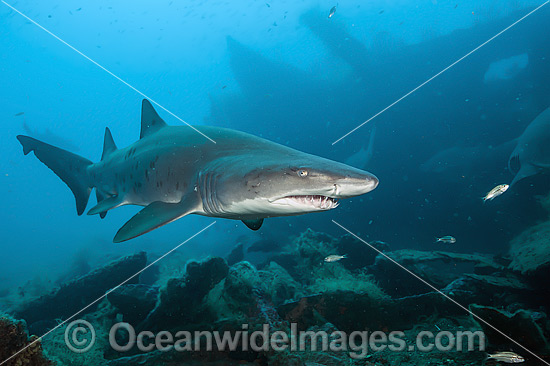Sand Tiger Shark (Carcharias taurus). Also known as Ragged-tooth Shark in South Africa and Grey Nurse Shark in Australia. Photo taken on Carib Sea shipwreck off Morehead City, North Carolina, USA. Vulnerable on IUCN Red List of Threatened Species. Photo - Michael Patrick O'Neill Sand Tiger Shark (Carcharias taurus). Also known as Ragged-tooth Shark in South Africa and Grey Nurse Shark in Australia. Photo taken on Carib Sea shipwreck off Morehead City, North Carolina, USA. Vulnerable on IUCN Red List of Threatened Species. Photo - Michael Patrick O'Neill