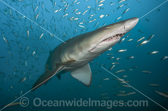 Sand Tiger Shark (Carcharias taurus), amongst baitfish. Also known as Ragged-tooth Shark in South Africa and Grey Nurse Shark in Australia. Photo taken off North Carolina, USA. Classified as Vulnerable on the IUCN Red List of Threatened Species. Photo - Michael Patrick O'Neill Sand Tiger Shark (Carcharias taurus), amongst baitfish. Also known as Ragged-tooth Shark in South Africa and Grey Nurse Shark in Australia. Photo taken off North Carolina, USA. Classified as Vulnerable on the IUCN Red List of Threatened Species. Photo - Michael Patrick O'Neill
