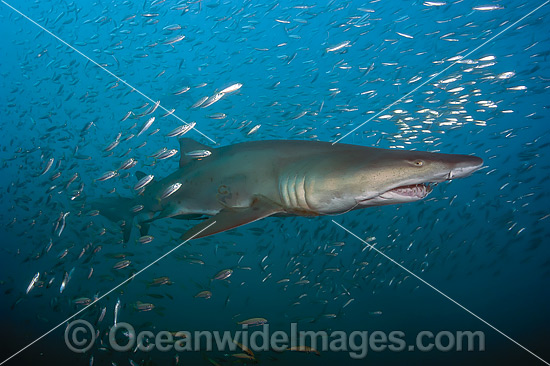 Sand Tiger Shark (Carcharias taurus), amongst baitfish. Also known as Ragged-tooth Shark in South Africa and Grey Nurse Shark in Australia. Photo taken off North Carolina, USA. Classified as Vulnerable on the IUCN Red List of Threatened Species. Photo - Michael Patrick O'Neill Sand Tiger Shark (Carcharias taurus), amongst baitfish. Also known as Ragged-tooth Shark in South Africa and Grey Nurse Shark in Australia. Photo taken off North Carolina, USA. Classified as Vulnerable on the IUCN Red List of Threatened Species. Photo - Michael Patrick O'Neill