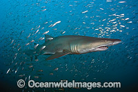 Sand Tiger Shark and baitfish Photo - Michael Patrick O'Neill