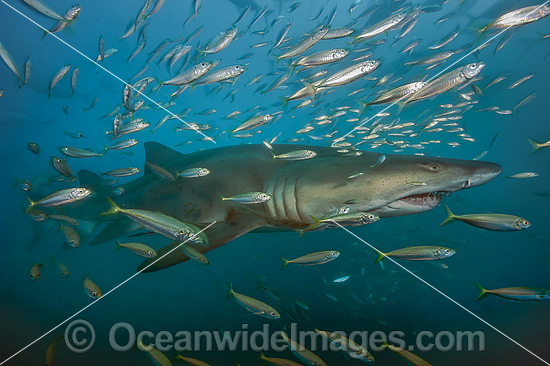 Sand Tiger Shark (Carcharias taurus), amongst baitfish. Also known as Ragged-tooth Shark in South Africa and Grey Nurse Shark in Australia. Photo taken off North Carolina, USA. Classified as Vulnerable on the IUCN Red List of Threatened Species. Photo - Michael Patrick O'Neill Sand Tiger Shark (Carcharias taurus), amongst baitfish. Also known as Ragged-tooth Shark in South Africa and Grey Nurse Shark in Australia. Photo taken off North Carolina, USA. Classified as Vulnerable on the IUCN Red List of Threatened Species. Photo - Michael Patrick O'Neill