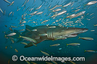 Sand Tiger Shark and baitfish Photo - Michael Patrick O'Neill