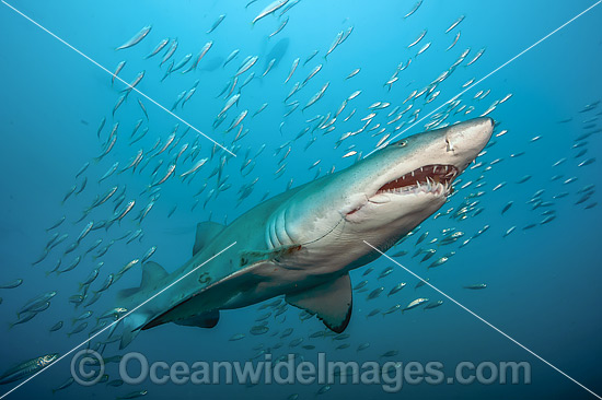 Sand Tiger Shark (Carcharias taurus), amongst baitfish. Also known as Ragged-tooth Shark in South Africa and Grey Nurse Shark in Australia. Photo taken off North Carolina, USA. Classified as Vulnerable on the IUCN Red List of Threatened Species. Photo - Michael Patrick O'Neill Sand Tiger Shark (Carcharias taurus), amongst baitfish. Also known as Ragged-tooth Shark in South Africa and Grey Nurse Shark in Australia. Photo taken off North Carolina, USA. Classified as Vulnerable on the IUCN Red List of Threatened Species. Photo - Michael Patrick O'Neill
