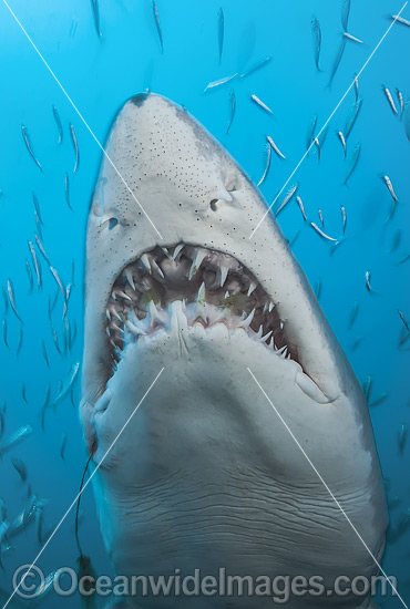 Sand Tiger Shark (Carcharias taurus), amongst baitfish. Also known as Ragged-tooth Shark in South Africa and Grey Nurse Shark in Australia. Photo taken off North Carolina, USA. Classified as Vulnerable on the IUCN Red List of Threatened Species. Photo - Michael Patrick O'Neill Sand Tiger Shark (Carcharias taurus), amongst baitfish. Also known as Ragged-tooth Shark in South Africa and Grey Nurse Shark in Australia. Photo taken off North Carolina, USA. Classified as Vulnerable on the IUCN Red List of Threatened Species. Photo - Michael Patrick O'Neill