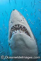 Sand Tiger Shark Photo - Michael Patrick O'Neill