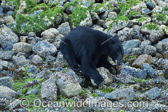 Black Bear (Ursus americanus vancouveri), searching for food at low tide along the beach in Clayoquot Sound, a UNESCO World Biosphere Reserve located near Tofino in the western coast of Vancouver Island, Bristish Columbia, Canada. Photo - Michael Patrick O'Neill