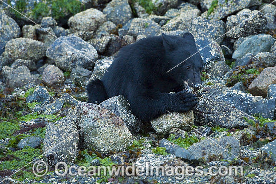 Black Bear in Clayoquot Sound photo