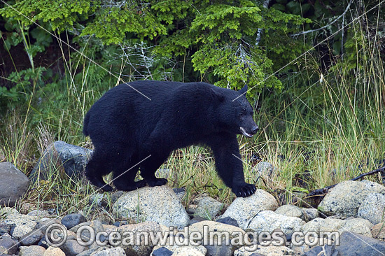 Black Bear (Ursus americanus vancouveri), searching for food at low tide along the beach in Clayoquot Sound, a UNESCO World Biosphere Reserve located near Tofino in the western coast of Vancouver Island, Bristish Columbia, Canada. Photo - Michael Patrick O'Neill Black Bear (Ursus americanus vancouveri), searching for food at low tide along the beach in Clayoquot Sound, a UNESCO World Biosphere Reserve located near Tofino in the western coast of Vancouver Island, Bristish Columbia, Canada. Photo - Michael Patrick O'Neill