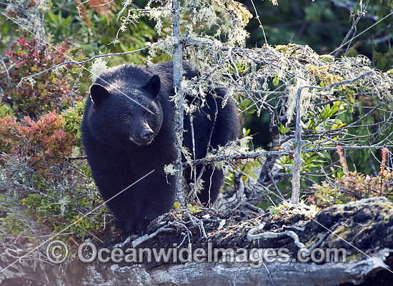 Black Bear (Ursus americanus vancouveri), searching for food at low tide along the beach in Clayoquot Sound, a UNESCO World Biosphere Reserve located near Tofino in the western coast of Vancouver Island, Bristish Columbia, Canada. Photo - Michael Patrick O'Neill Black Bear (Ursus americanus vancouveri), searching for food at low tide along the beach in Clayoquot Sound, a UNESCO World Biosphere Reserve located near Tofino in the western coast of Vancouver Island, Bristish Columbia, Canada. Photo - Michael Patrick O'Neill