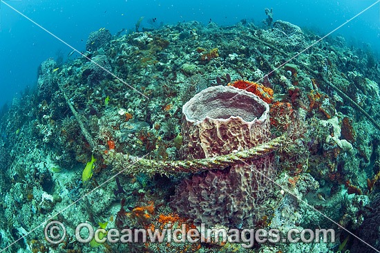 Anchor Damage of Corals photo