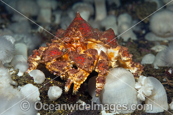 Puget Sound King Crab (Lopholithodes mandtii), juvenile in anemones. Photo was taken at Browning Passage, Vancouver Island, British Columbia, Canada. Photo - Michael Patrick O'Neill Puget Sound King Crab (Lopholithodes mandtii), juvenile in anemones. Photo was taken at Browning Passage, Vancouver Island, British Columbia, Canada. Photo - Michael Patrick O'Neill