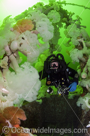 Scuba Diving HMCS Saskatchewan wreck photo