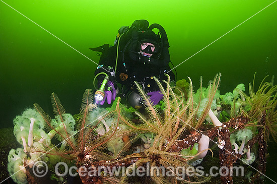 Scuba diver exploring the wreck of the Cape Breton. Situated off Nanaimo, Vancouver Island, British Columbia, Canada. Photo - MIchael Patrick O'Neill Scuba diver exploring the wreck of the Cape Breton. Situated off Nanaimo, Vancouver Island, British Columbia, Canada. Photo - MIchael Patrick O'Neill