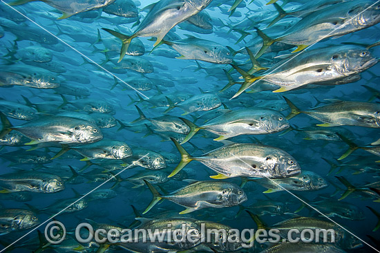 Crevalle Jack Caranx hippos photo