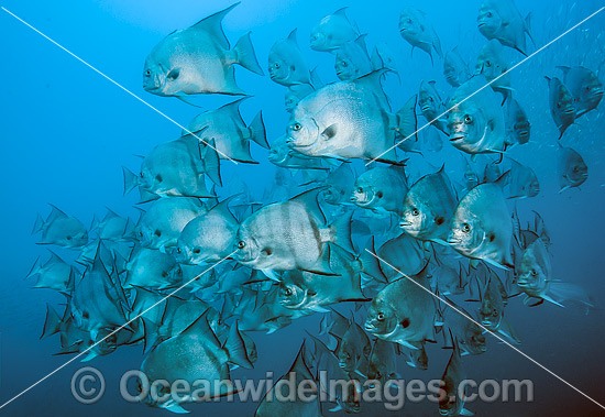 Atlantic Spadefish Chaetodipterus faber photo