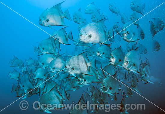 Atlantic Spadefish (Chaetodipterus faber), schooling. Usually found in shallow waters along the coastline of the southeastern United States and in the Caribbean. This species is endemic to the western Atlantric Ocean. North Carolina, USA. Photo - Michael Patrick O'Neill Atlantic Spadefish (Chaetodipterus faber), schooling. Usually found in shallow waters along the coastline of the southeastern United States and in the Caribbean. This species is endemic to the western Atlantric Ocean. North Carolina, USA. Photo - Michael Patrick O'Neill