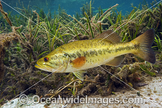 Large-mouth Bass (Micropterus salmoides), male protecting his nest in the Rainbow River in Northwest Florida, United States. Photo - Michael Patrick O'Neill Large-mouth Bass (Micropterus salmoides), male protecting his nest in the Rainbow River in Northwest Florida, United States. Photo - Michael Patrick O'Neill
