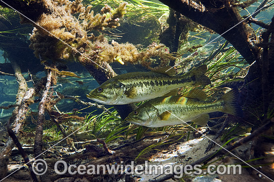 Large-mouth Bass (Micropterus salmoides), resting underneath thick vegetation and fallen branches in the Rainbow River in Dunnellon, Florida, USA. Photo - Michael Patrick O'Neill Large-mouth Bass (Micropterus salmoides), resting underneath thick vegetation and fallen branches in the Rainbow River in Dunnellon, Florida, USA. Photo - Michael Patrick O'Neill