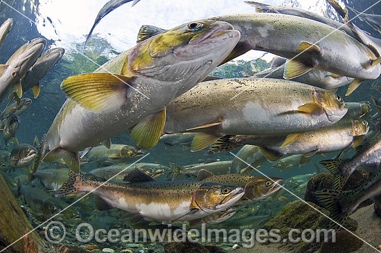 Pink Salmon (Oncorhynchus gorbuscha), gathering to spawn in a stream in Vancouver Island, British Columbia, Canada. Photo - Michael Patrick O'Neill Pink Salmon (Oncorhynchus gorbuscha), gathering to spawn in a stream in Vancouver Island, British Columbia, Canada. Photo - Michael Patrick O'Neill