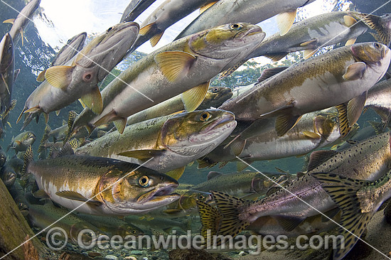 Pink Salmon (Oncorhynchus gorbuscha), gathering to spawn in a stream in Vancouver Island, British Columbia, Canada. Photo - Michael Patrick O'Neill