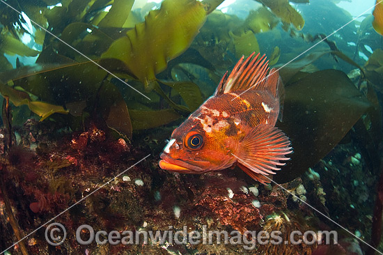 Copper Rockfish Sebastes caurinus photo Copper Rockfish Sebastes caurinus photo