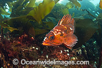 Copper Rockfish Sebastes caurinus Photo - Michael Patrick O'Neill