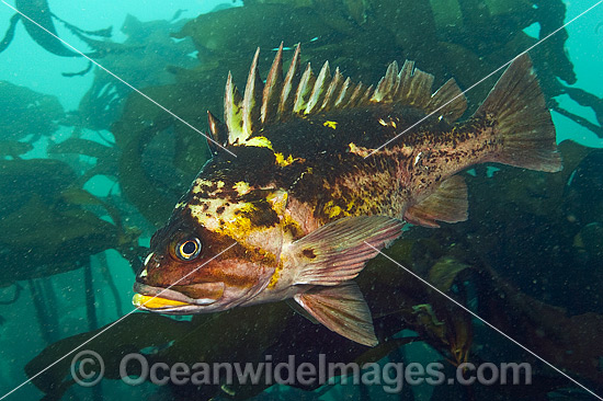 Copper Rockfish Sebastes caurinus photo Copper Rockfish Sebastes caurinus photo