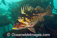 Copper Rockfish Sebastes caurinus Photo - Michael Patrick O'Neill