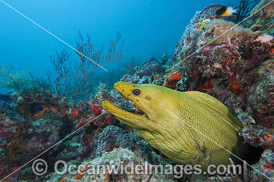 Green Moray Eel Florida photo