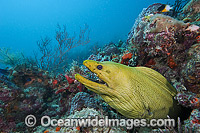 Green Moray Eel Florida Photo - Michael Patrick O'Neill