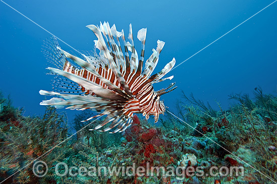 Lionfish (Pterois volitans), an invasive and venomous species photographed on a coral reef offshore Palm beach, Florida, USA. This species has spread throughout the Caribbean and tropical Atlantic and threatens a variety of native marine life. Photo - Michael Patrick O'Neill Lionfish (Pterois volitans), an invasive and venomous species photographed on a coral reef offshore Palm beach, Florida, USA. This species has spread throughout the Caribbean and tropical Atlantic and threatens a variety of native marine life. Photo - Michael Patrick O'Neill