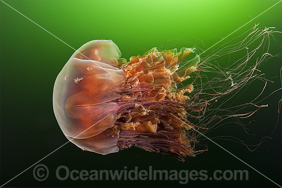Lions Mane Jellyfish Cyanea capillata photo Lions Mane Jellyfish Cyanea capillata photo