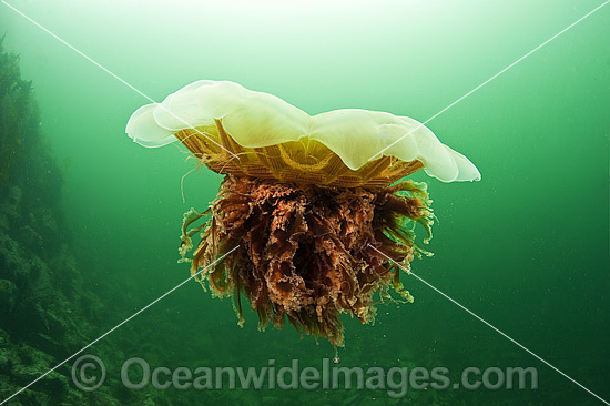 Lions Mane Jellyfish Vancouver Island photo Lions Mane Jellyfish Vancouver Island photo