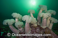 Giant Plumose Anemone Metridium farcimen Photo - Michael Patrick O'Neill