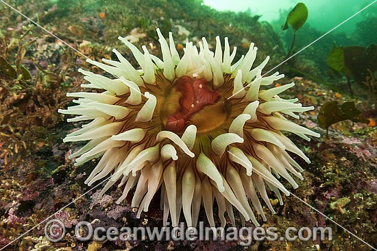Fish-eating Anemone (Urticina piscivora). Photo was taken at Browning Passage in Vancouver Island, British Columbia, Canada. Photo - Michael Patrick O'Neill