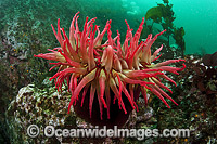 Fish-eating Anemone Vancouver Island Photo - Michael Patrick O'Neill