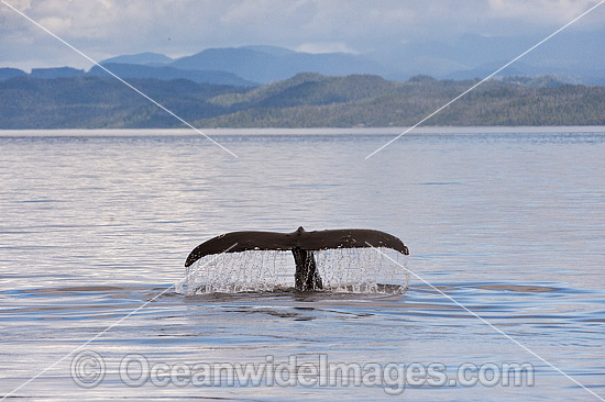 Humpback Whale tail fluke photo