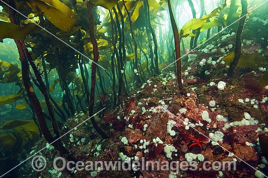 Kelp Forest Vancouver Island photo