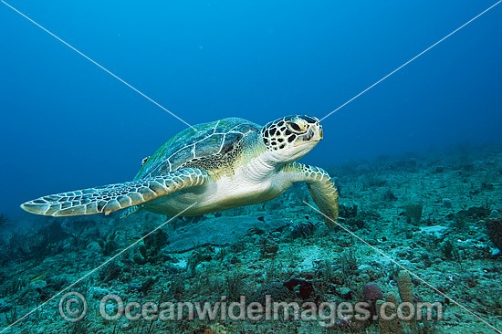 Green Sea Turtle at Palm Beach photo