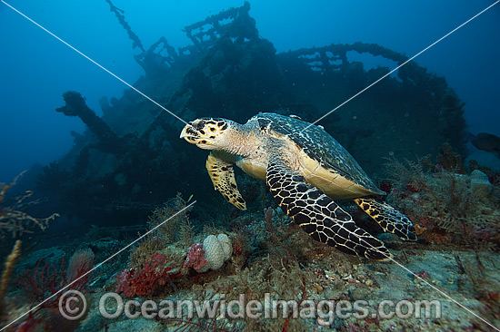 Hawksbill Turtle at artificial reef photo