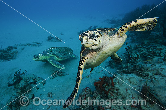 Hawksbill Turtle Florida photo